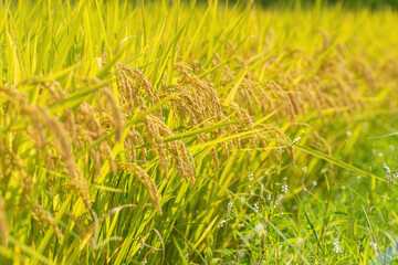 実った稲穂