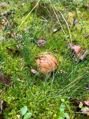 Steinpilz im Wald