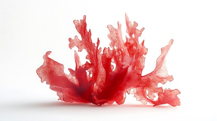 red algae with white background