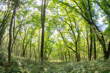 Obraz premium 白樺の林道