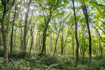 Fototapeta premium 白樺の林道