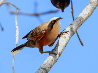Grey-crowned Babbler - Pomatostomus temporalis in Australia