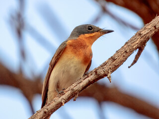 Leaden Flycatcher - Myiagra rubecula in Australia