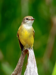 Lemon-bellied Flyrobin - Microeca flavigaster in Australia