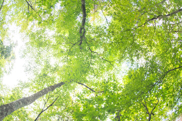 Obraz premium 白樺の樹木