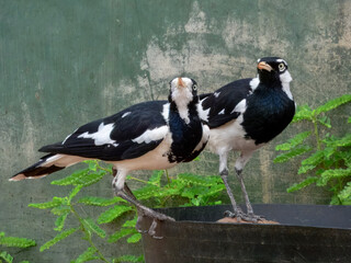 Fototapeta premium Magpie-lark - Grallina cyanoleuca in Australia