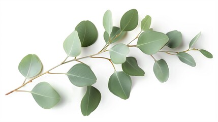 Obraz premium one single green eucalyptus tree branch isolated on white background