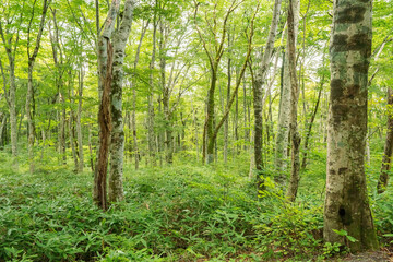 Fototapeta premium 白樺の林道