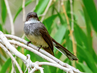 Northern Fantail - Rhipidura rufiventris in Australia