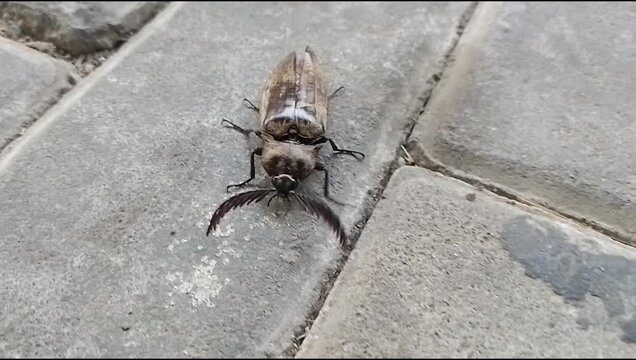 Prionus is a genus of beetles in the family Cerambycidae
