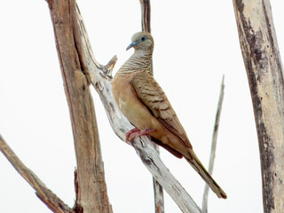 Peaceful Dove - Geopelia placida in Australia