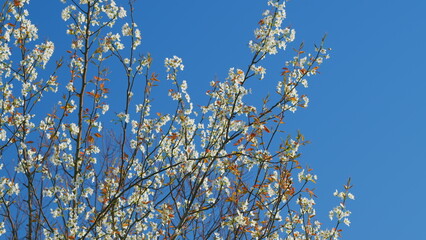 Spring Flowers On A Branch. Plum Tree With Purple Leaves And White Flower. Still.