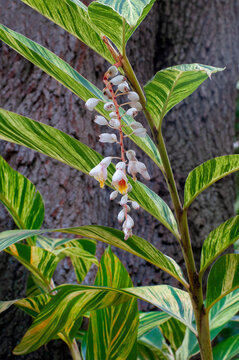 A vertical image of the flowers and striped leaves of the variegated shell ginger, Alpinia zerumbet Variegata, a tropical ornamental plant native to East Asia. The background is blurred tree bark.