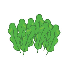 Lettuce leaf vector illustration. featuring bright lettuce leaves and a soft texture. Served as a side dish or mixed food