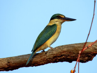 Sacred Kingfisher - Todiramphus sanctus in Australia