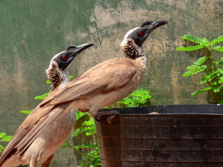 Silver-crowned Friarbird - Philemon argenticeps in Australia