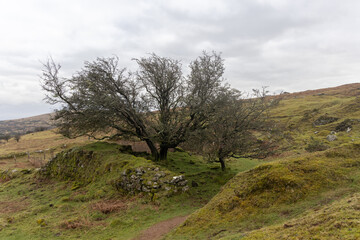 Trees surrounded by an old stone hedge on Bodmin Moor
