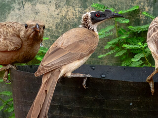 Silver-crowned Friarbird - Philemon argenticeps in Australia