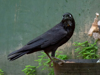 Torresian Crow - Corvus orru in Australia