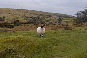 A loan sheep Grey cloudy day on Bodmin Moor England.  Wheal Jenkin mine sits in the background
