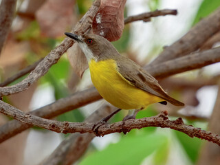 White-throated Gerygone - Gerygone olivacea in Australia