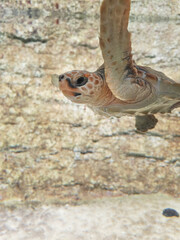 The loggerhead sea turtle (Caretta caretta) photographed in aquarium in Lanzarote