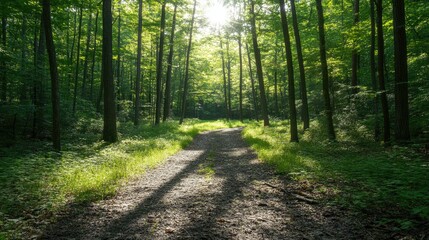 Fototapeta premium A serene forest pathway illuminated by sunlight, inviting exploration and tranquility.