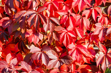Background image of red leaves of wild grapes in autumn. Wild grapes (Parthenocissus quinquefolia)