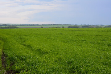 a grassy field with a blue sky and a few clouds on horizon