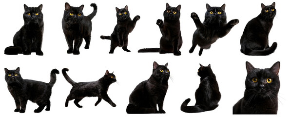 Beautiful black british shorthair cats, shown from front, back, and side angles, on a transparent background in PNG file format