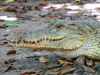 Crocodile at Kachikally Crocodile Pool in Bakau, Gambia - Close-up Shot
