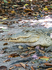 Crocodile at Kachikally Crocodile Pool in Bakau, Gambia - Portrait Shot