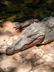 Crocodile with bloody mouth at Kachikally Crocodile Pool in Bakau, Gambia
