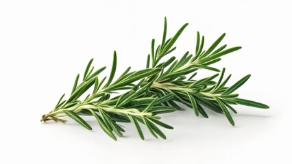 Fototapeta premium Freshly picked rosemary sprigs ready for culinary delight
