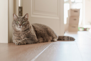 A calm grey tabby cat resting on a wooden floor near a door. The background includes moving boxes, suggesting a home setting or relocation.