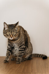isolated domestic tabby cat on light background funny posing, copy space