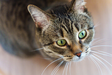 expressive green eyes of domestic tabby cat