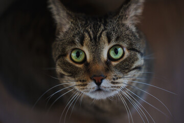 expressive green eyes of domestic tabby cat