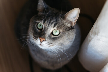 expressive green eyes of looking up domestic cat