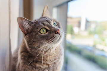 expressive green eyes of a domestic cat looking up, cat on a windowsill