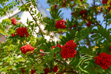 lush rowan branches with berries on them