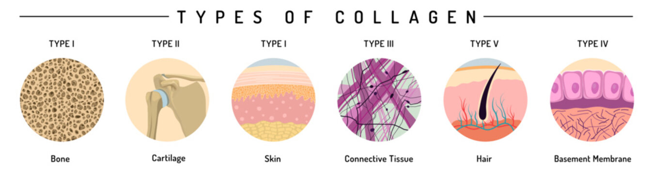 Collagen types infographic. Collagens for bone, cartilage, hair.