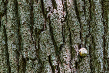 a small snail takes a break on the rough, coarse bark of a large tree, the bark has some moss and...
