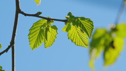 Sunlight In Blue Sky And Green Foliage. Refreshing Fresh Green And Blue Sky.