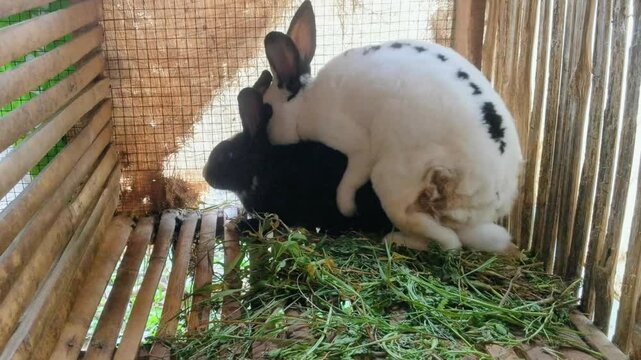 Two rabbits, one black and white and one black, were mating in a wooden enclosure, and there was grass around them