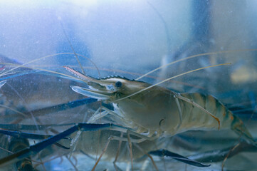 Fresh River shrimp or river prawn, giant river shrimp in tank.