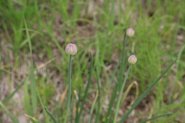 chives flowers