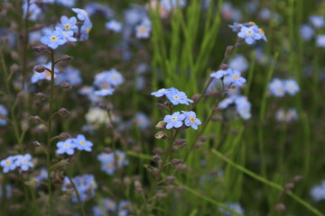 forget-me-not close-up