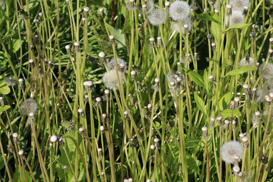 dandelion pappi