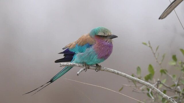 Lilac-breasted roller (Coracias caudatus) is trying to stay warm on a cold windy winter day in South Africa. Slow motion, 25 percent natural speed.